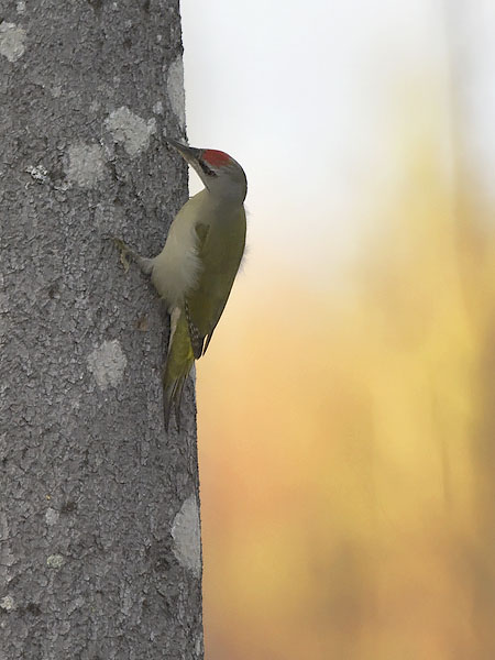 Harmaapäätikka, Grey-headed Woodpecker, Picus canus